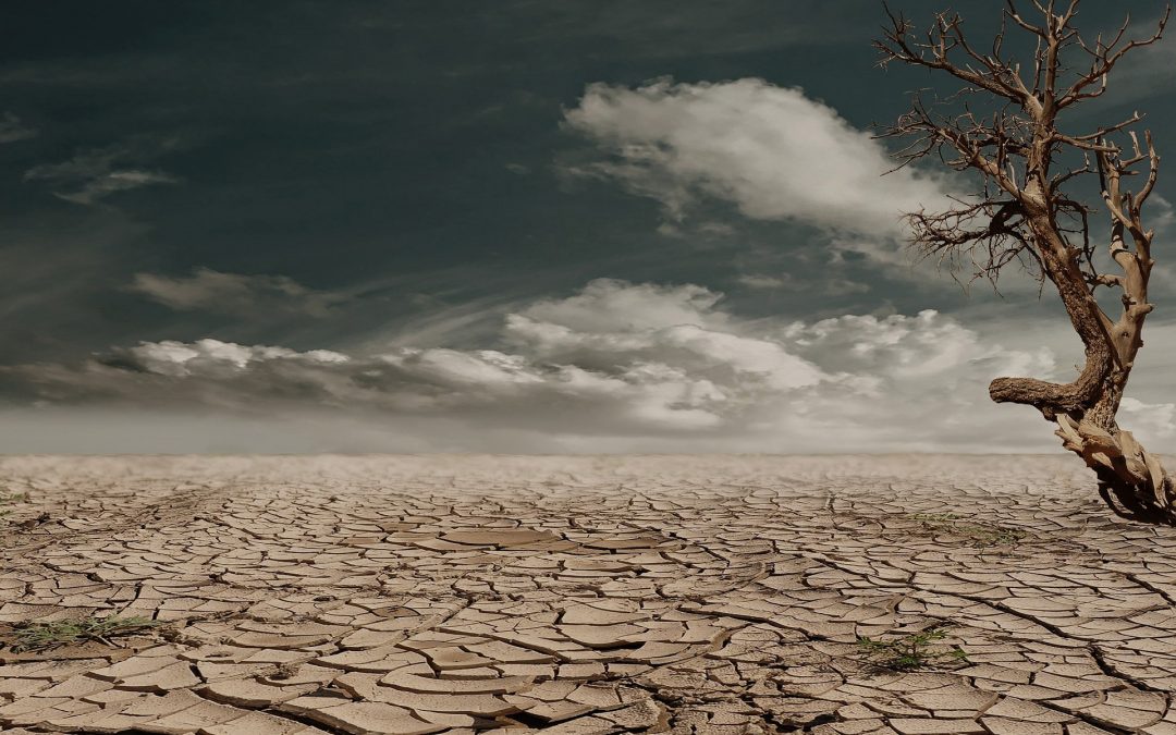 SÉCHERESSE 2022 : AGRICULTURE – PERTE DE RECOLTES SUR SEMENCES FOURRAGERES